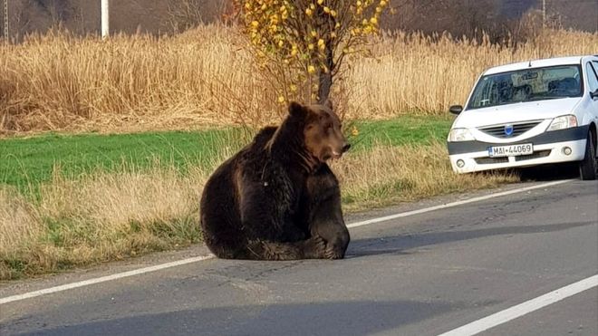 _109761355_bearhitbycarbetweenpraidandsovata