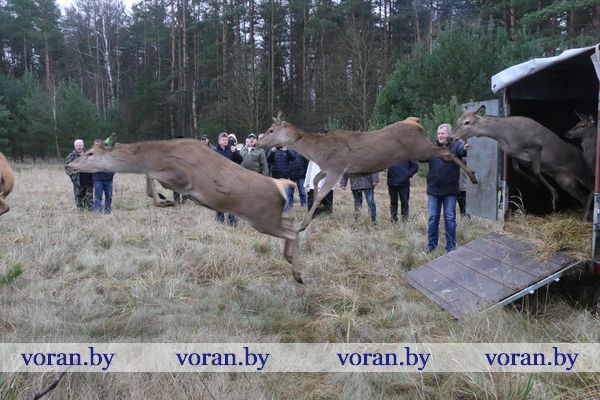Выпуск маточного стада оленя в охотхозяйстве под Бобруйском.