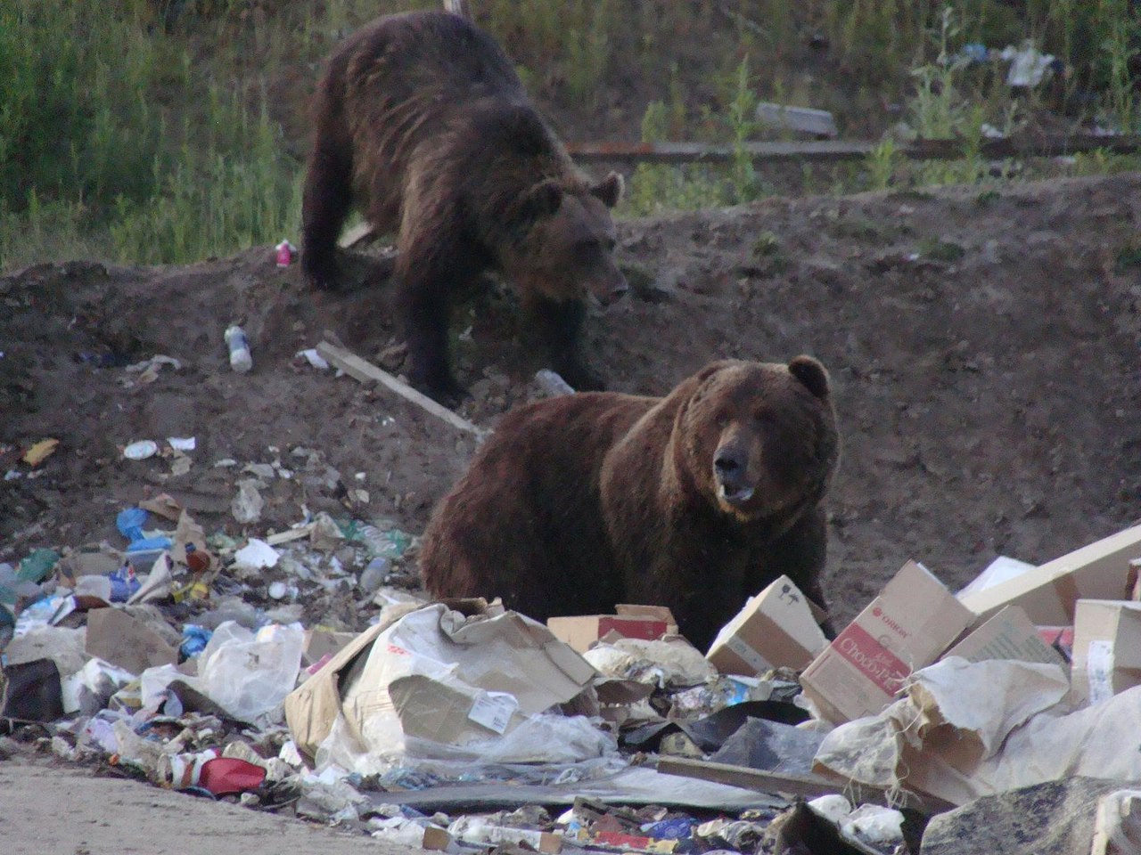 медведи на свалке
