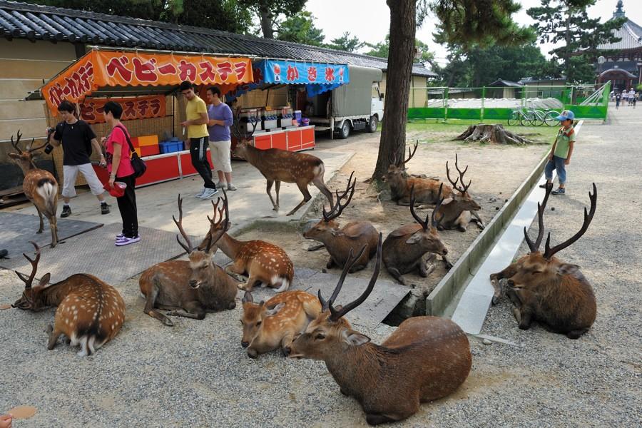 deers01