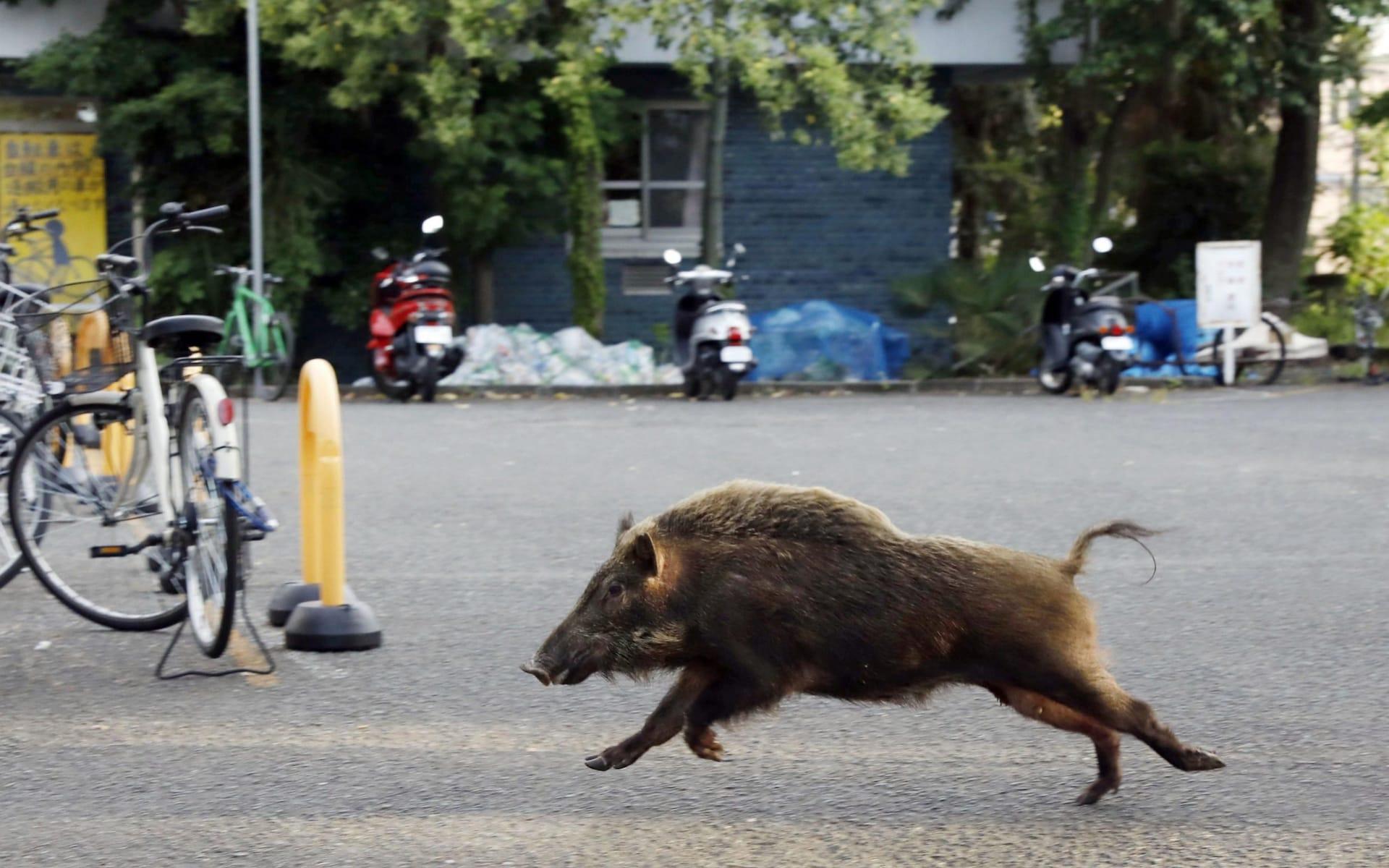 wild_boar_running_in_Kioto