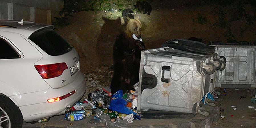 Bear-trash