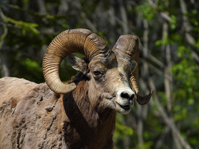 Ovis canadensis