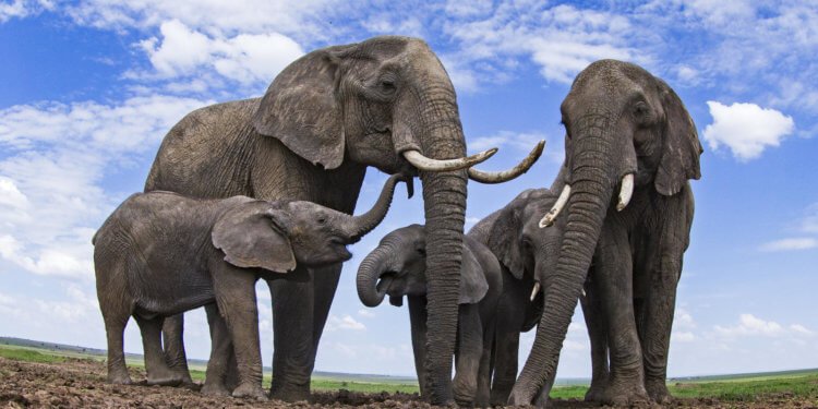 auto_01-43elephant_death_image_one_750x375