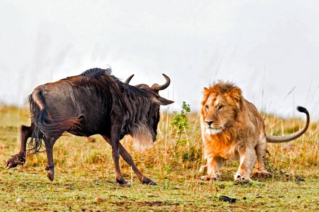 lev-oxotitsya-na-gnu-1