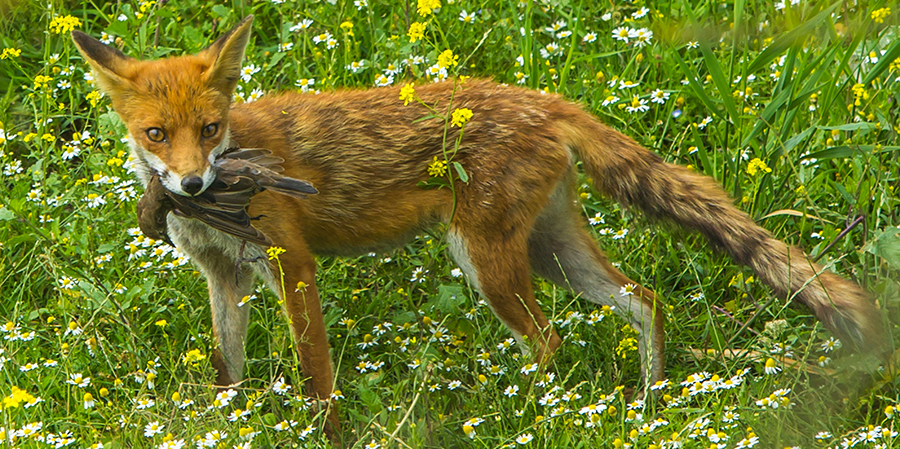 Andrew-Balcombe-Predators-Fox-30386
