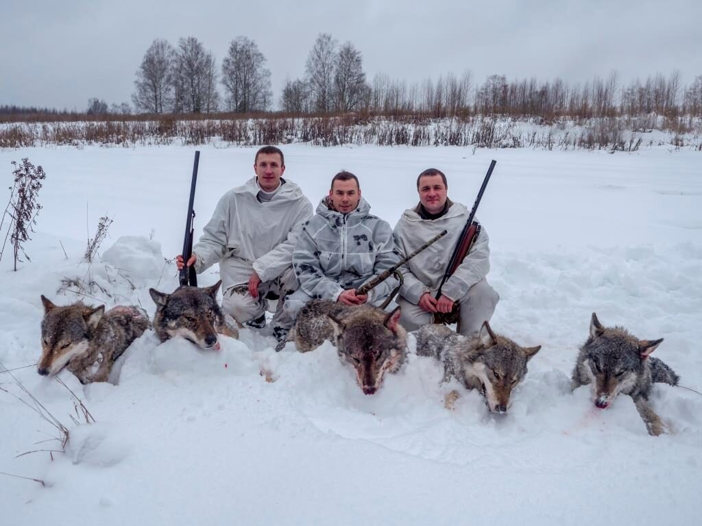 Волк и косуля: итоги 2019 года